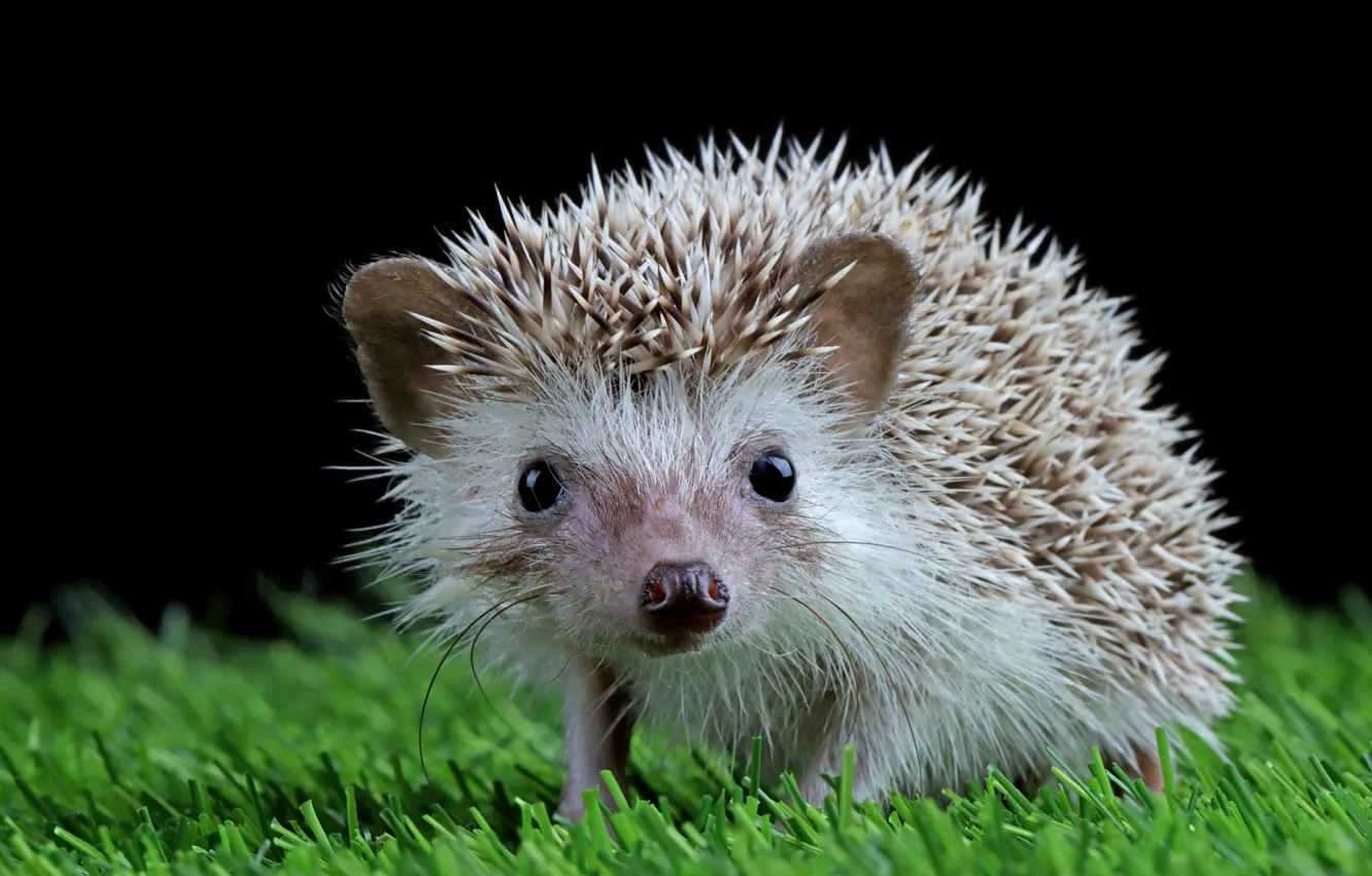 Photo wallpaper grass, look, nature, portrait, muzzle, black background, hedgehog, hedgehog