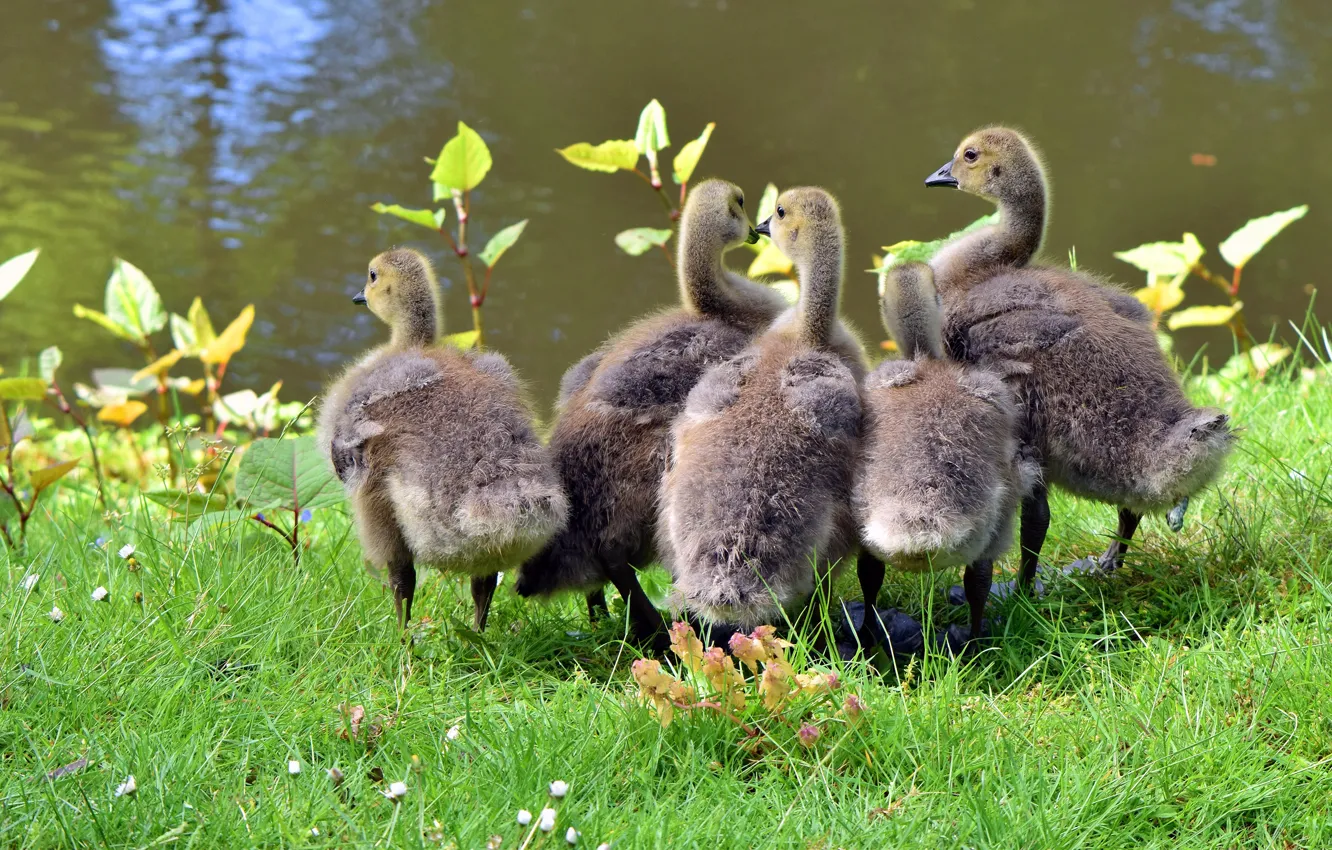 Photo wallpaper greens, summer, grass, leaves, water, lake, pond, river