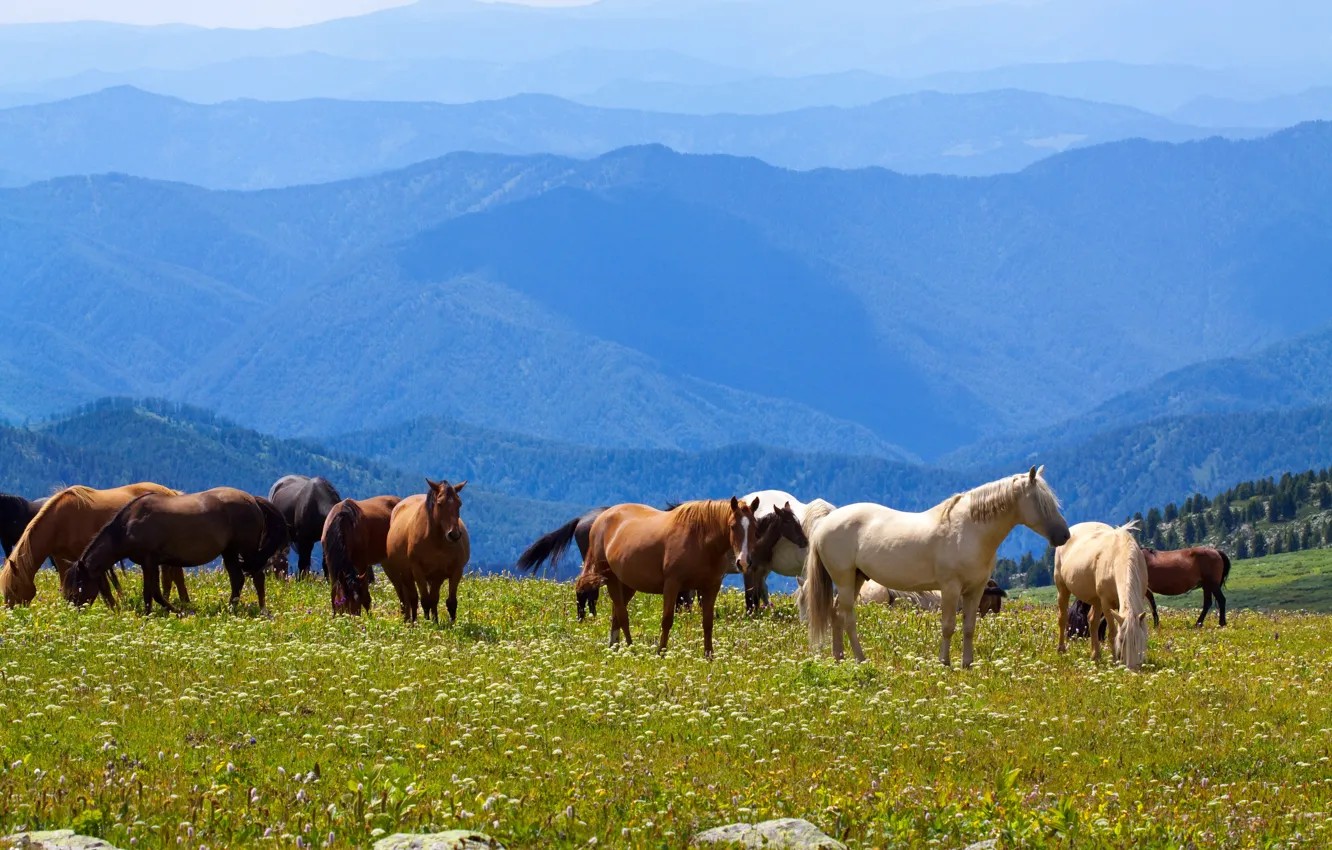 Photo wallpaper field, forest, summer, grass, flowers, mountains, fog, blue