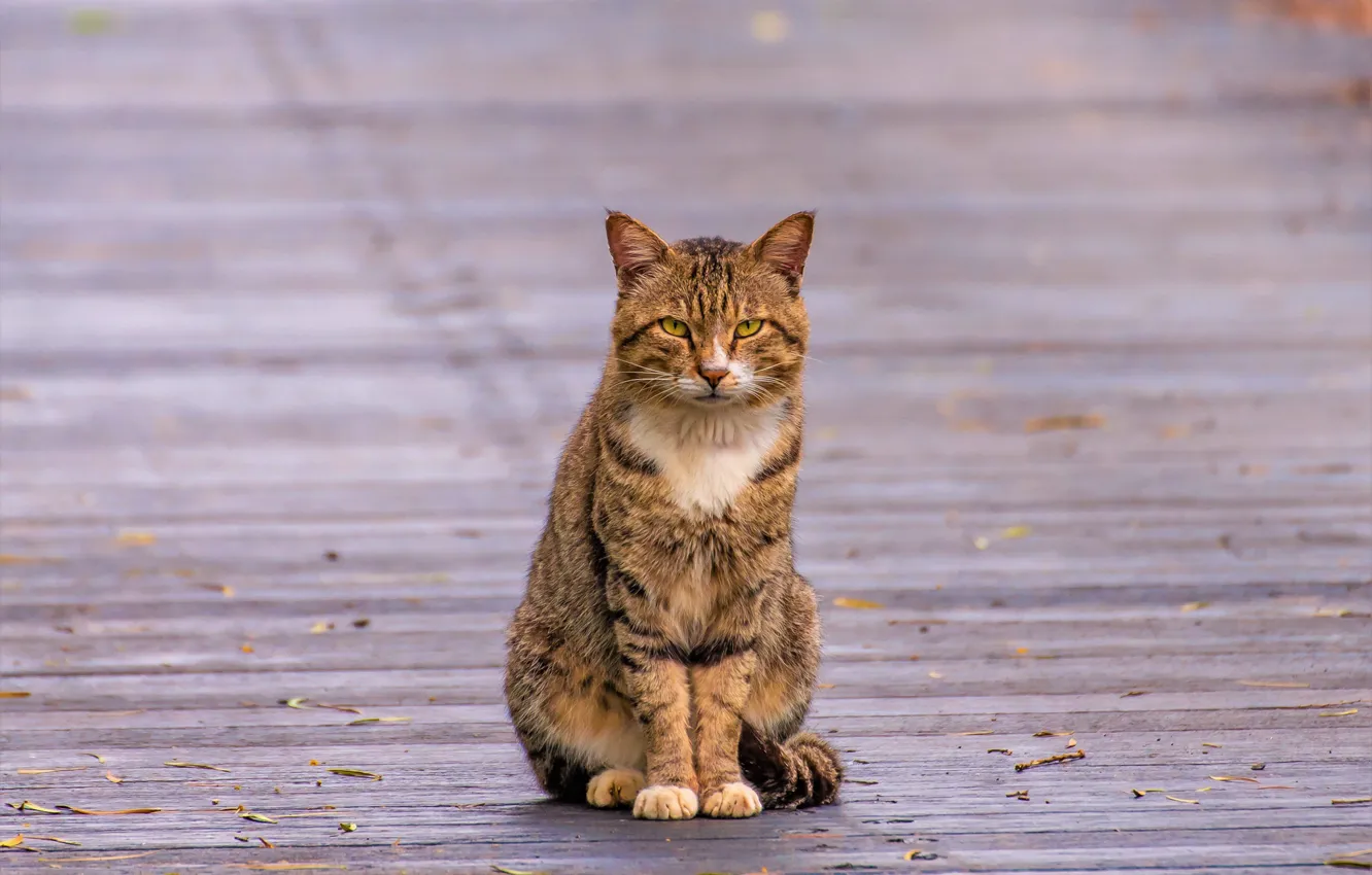 Photo wallpaper autumn, cat, cat, look, leaves, pose, grey, background