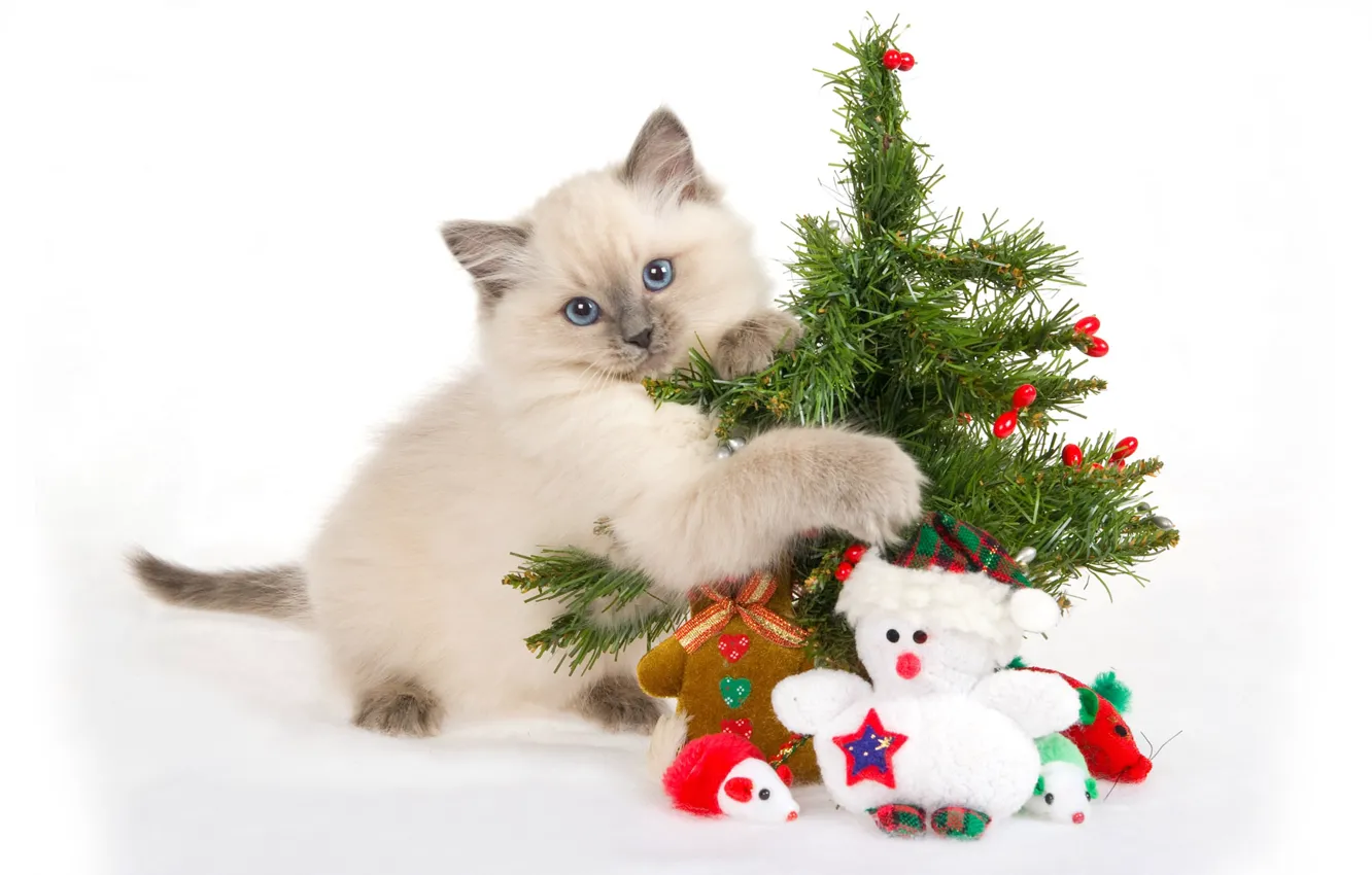 Photo wallpaper kitty, toys, gifts