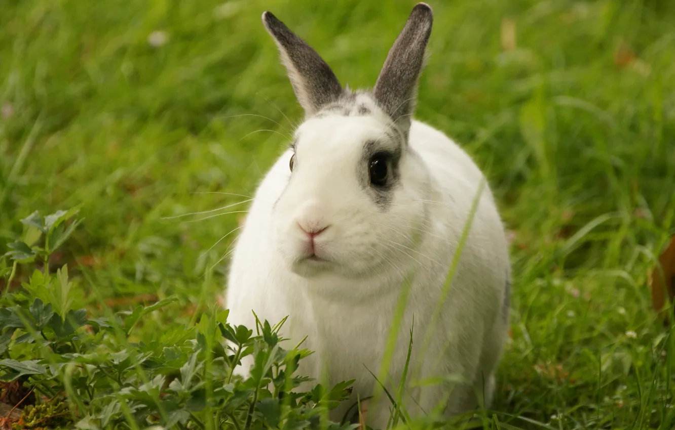 Photo wallpaper white, grass, look, pose, background, glade, rabbit, muzzle