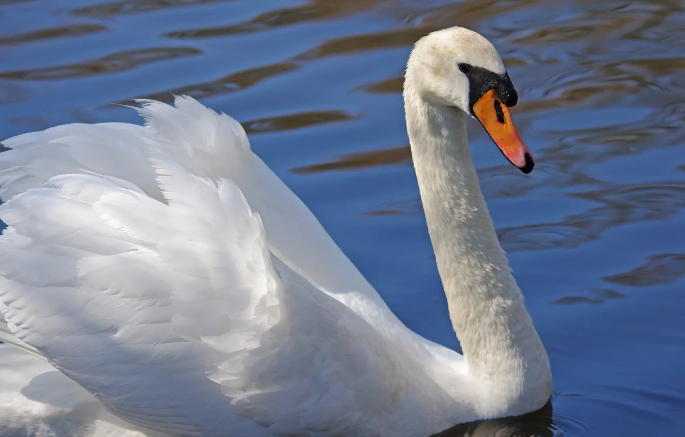Photo wallpaper white, water, bird, swans