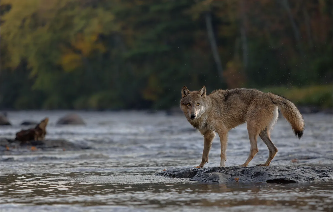 Photo wallpaper forest, look, river, wolf