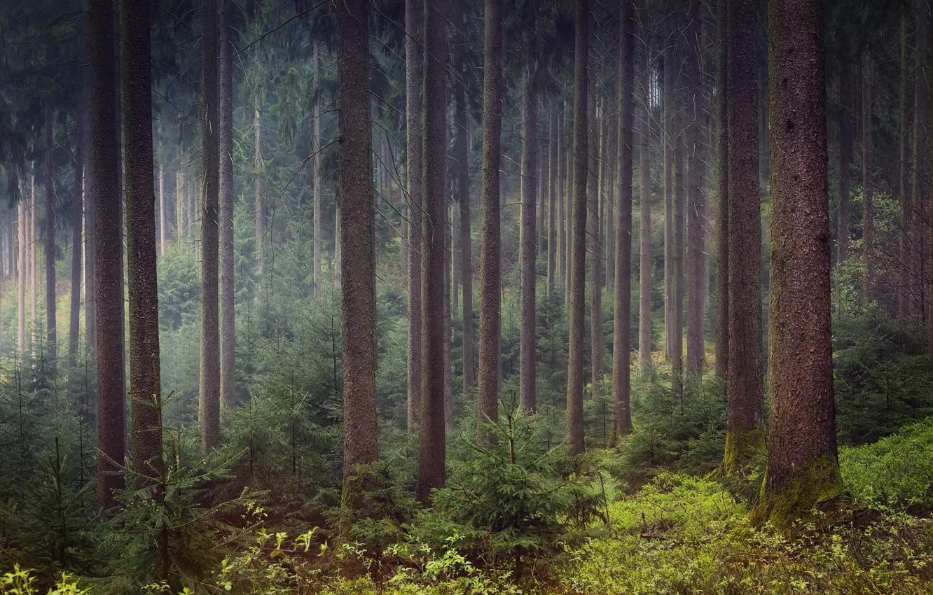 Photo wallpaper forest, trees, trunk, pine, Bor, pine