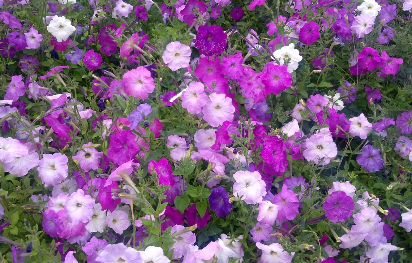 Photo wallpaper flowers, Summer, colorful, a riot of colors, Petunia