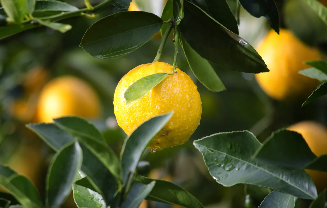 Photo wallpaper leaves, trees, branches, orange, fruit, citrus
