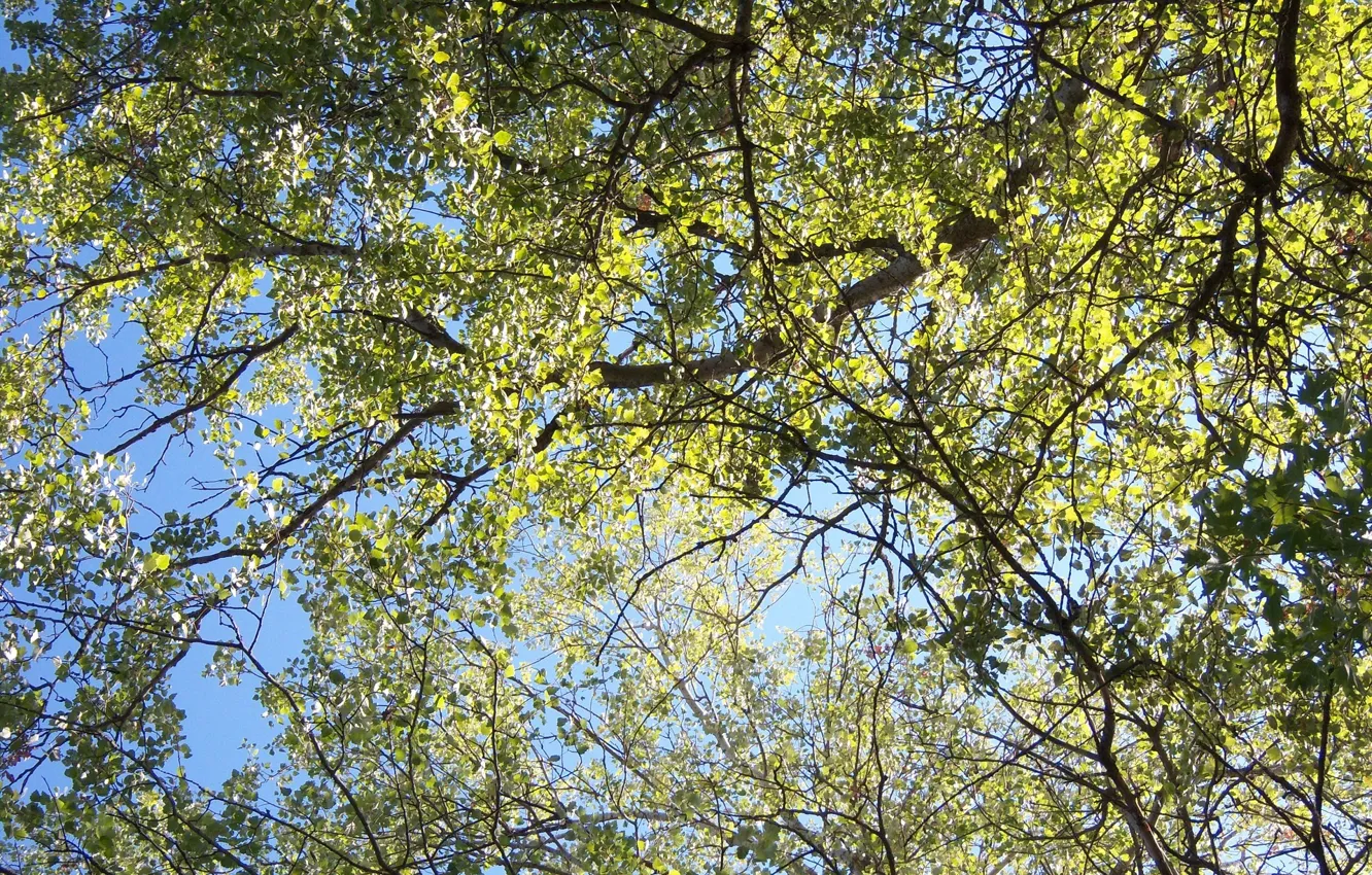 Photo wallpaper the sky, leaves, branches, poplar, Meduzanol ©
