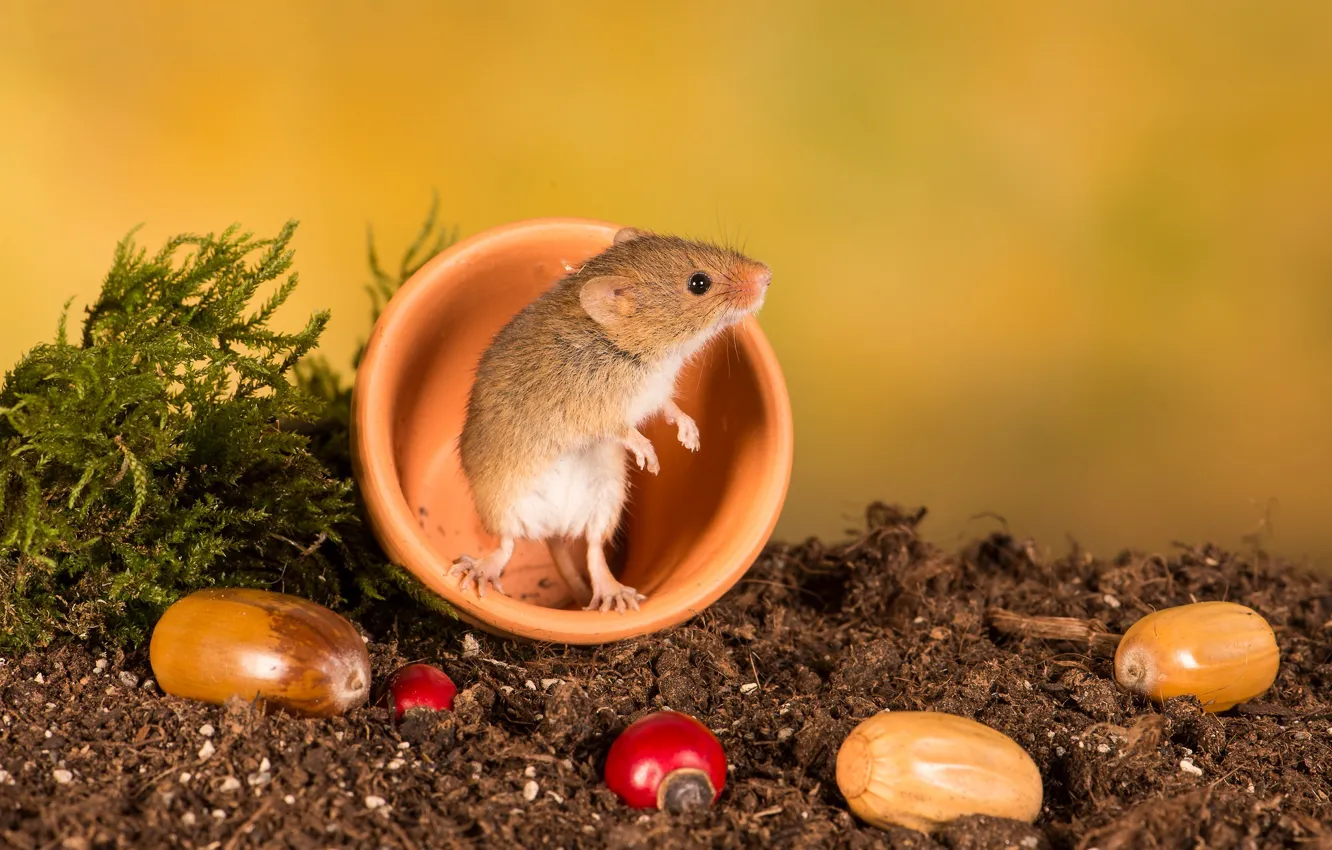 Photo wallpaper background, mouse, rodent, The mouse is tiny, acorns