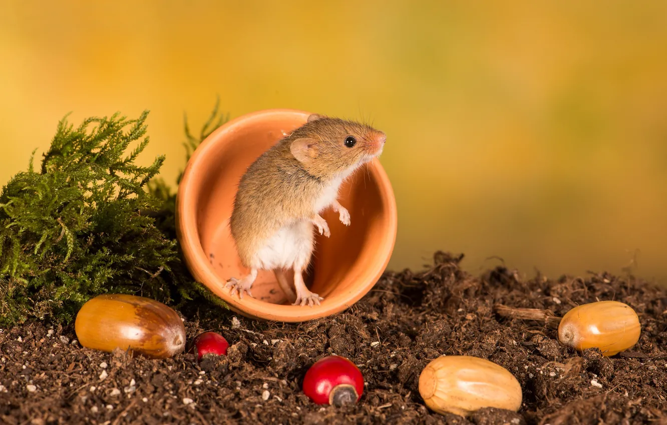 Photo wallpaper background, mouse, acorns, rodent, The mouse is tiny