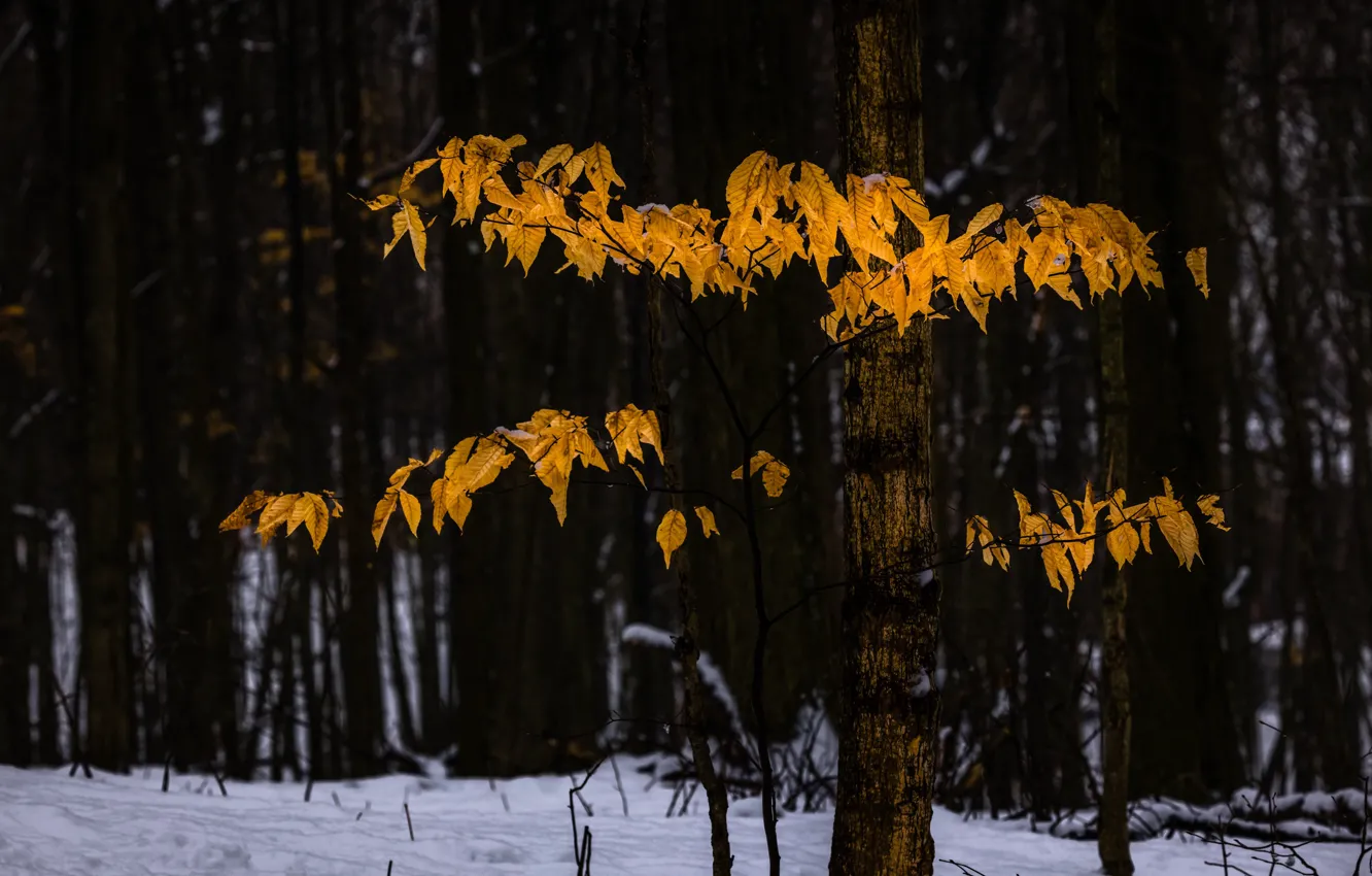 Photo wallpaper winter, autumn, forest, leaves, snow, branches, nature, foliage