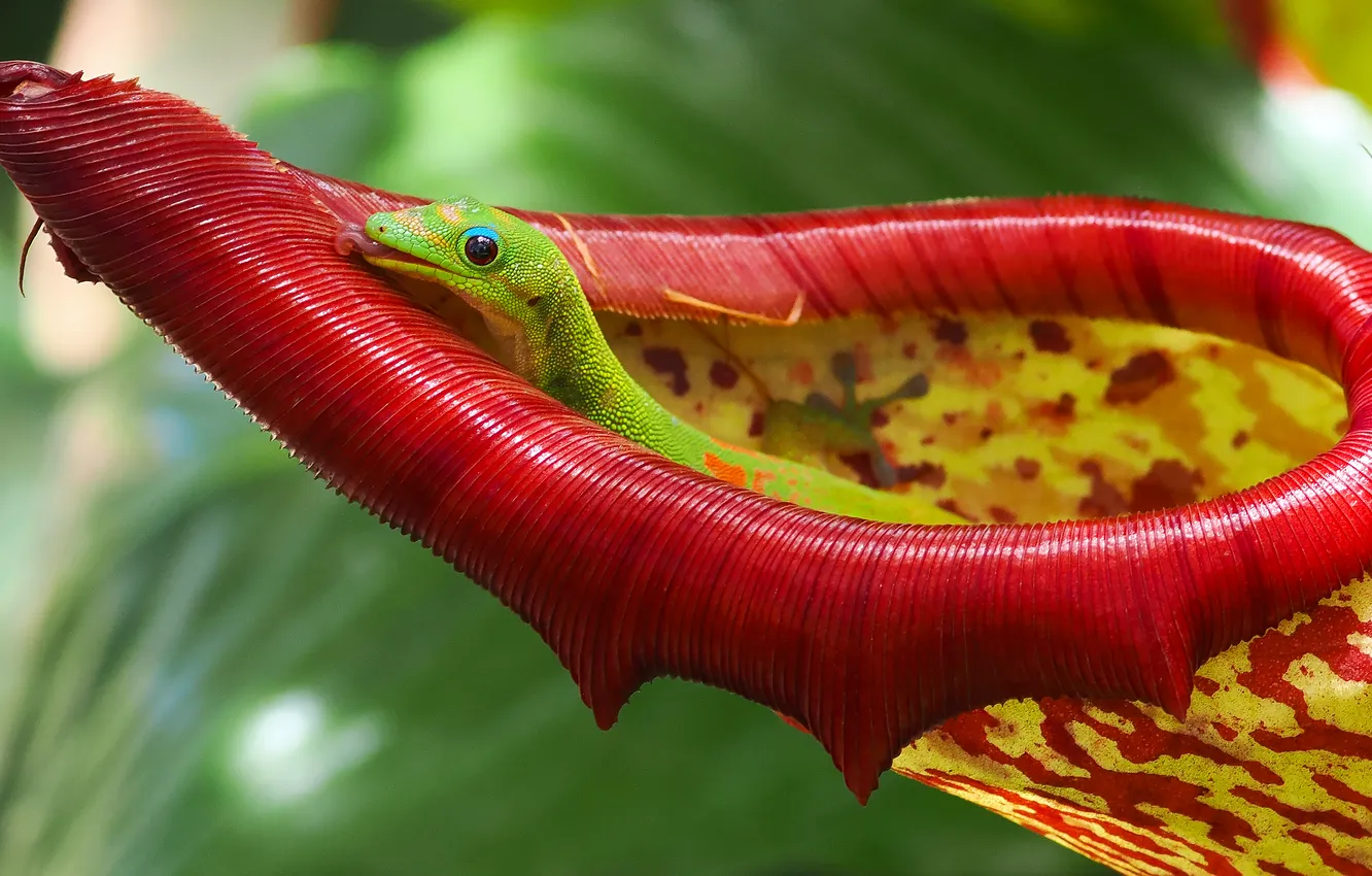Photo wallpaper macro, plant, lizard, Gecko, Flat-tailed felsuma, Nepenthes, Flat-tailed Madagascar gecko