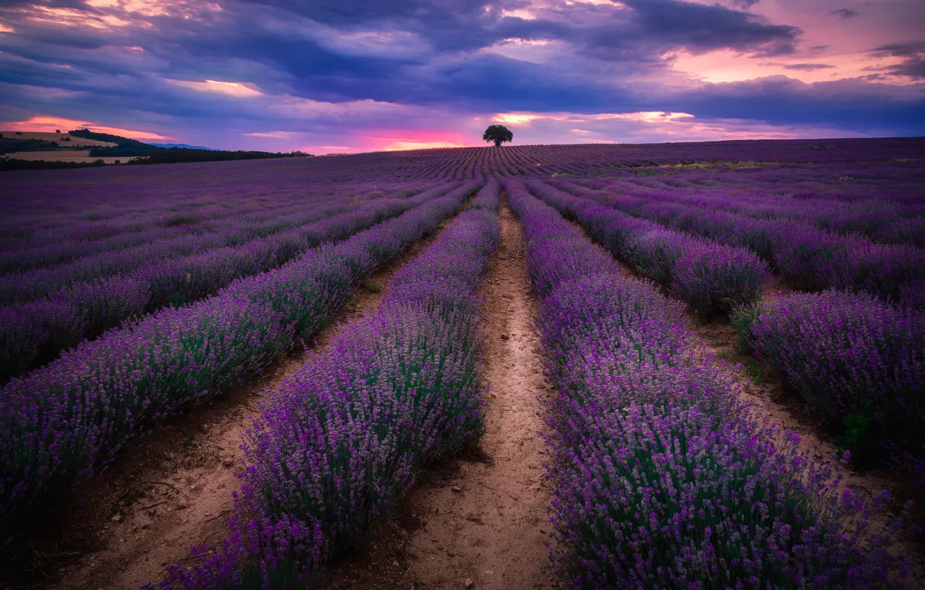 Photo wallpaper field, tree, the evening, lavender