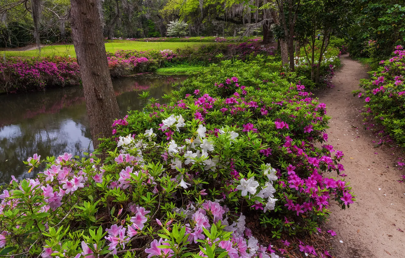 Photo wallpaper flowers, garden, Azalea, rhododendrons
