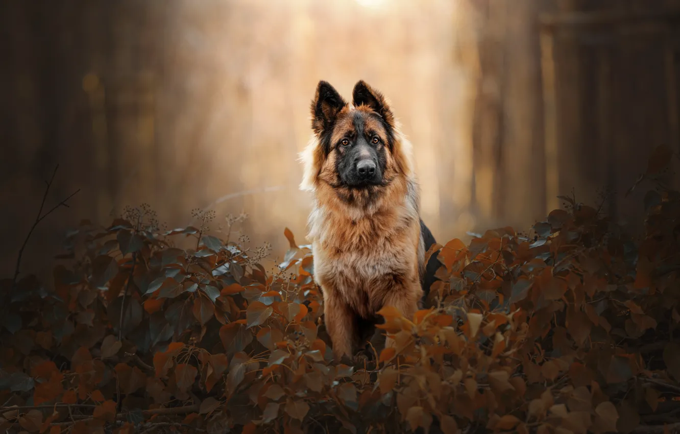 Photo wallpaper forest, look, face, nature, pose, Park, foliage, portrait