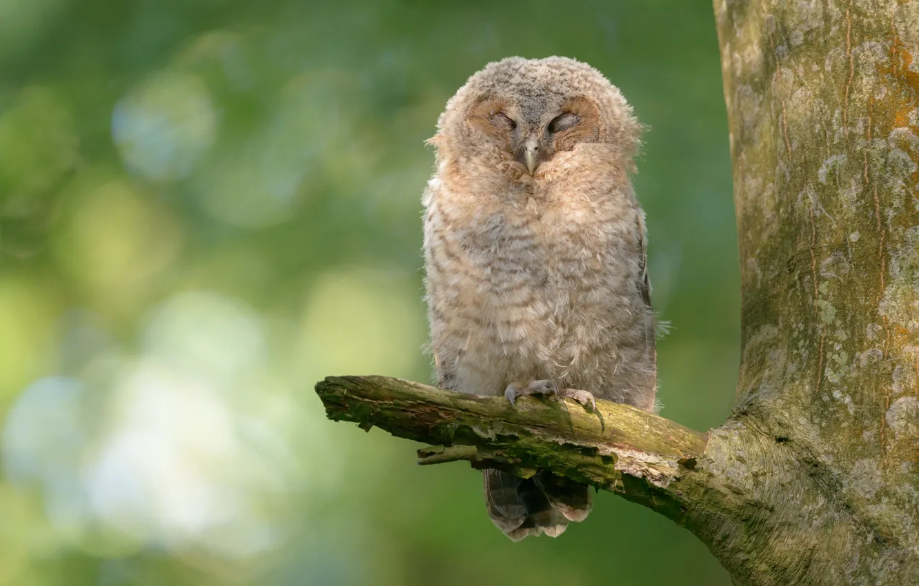 Photo wallpaper trees, branches, owl, bird, green background, bitches, bokeh, closed eyes