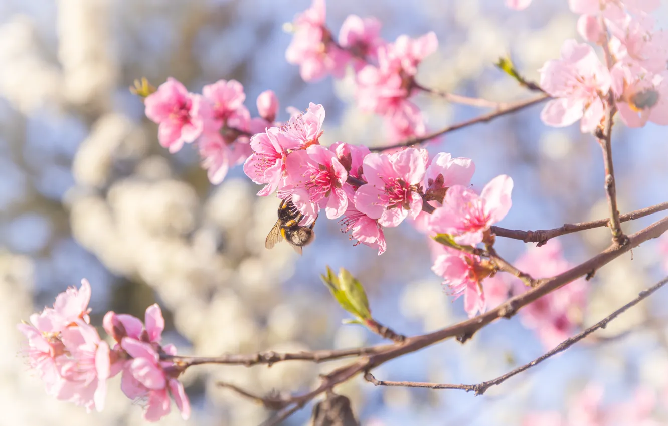 Photo wallpaper cherry, spring, Sakura, flowering, pink, blossom, cherry, spring