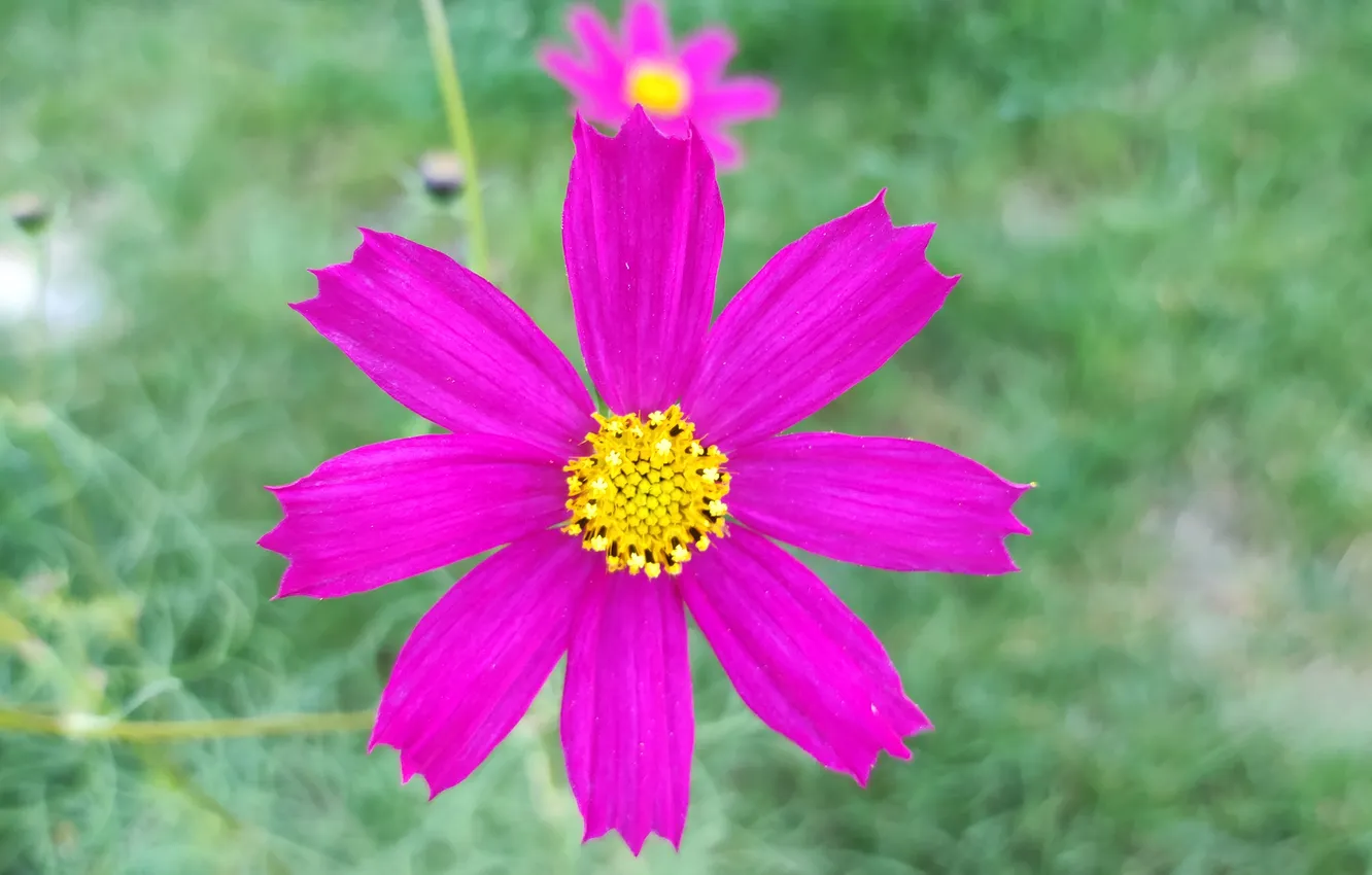 Photo wallpaper flowers, nature, pink, flower, nature, pink, kosmeya, cosmos