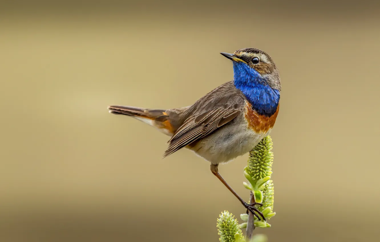 Photo wallpaper nature, bird, Bluethroat
