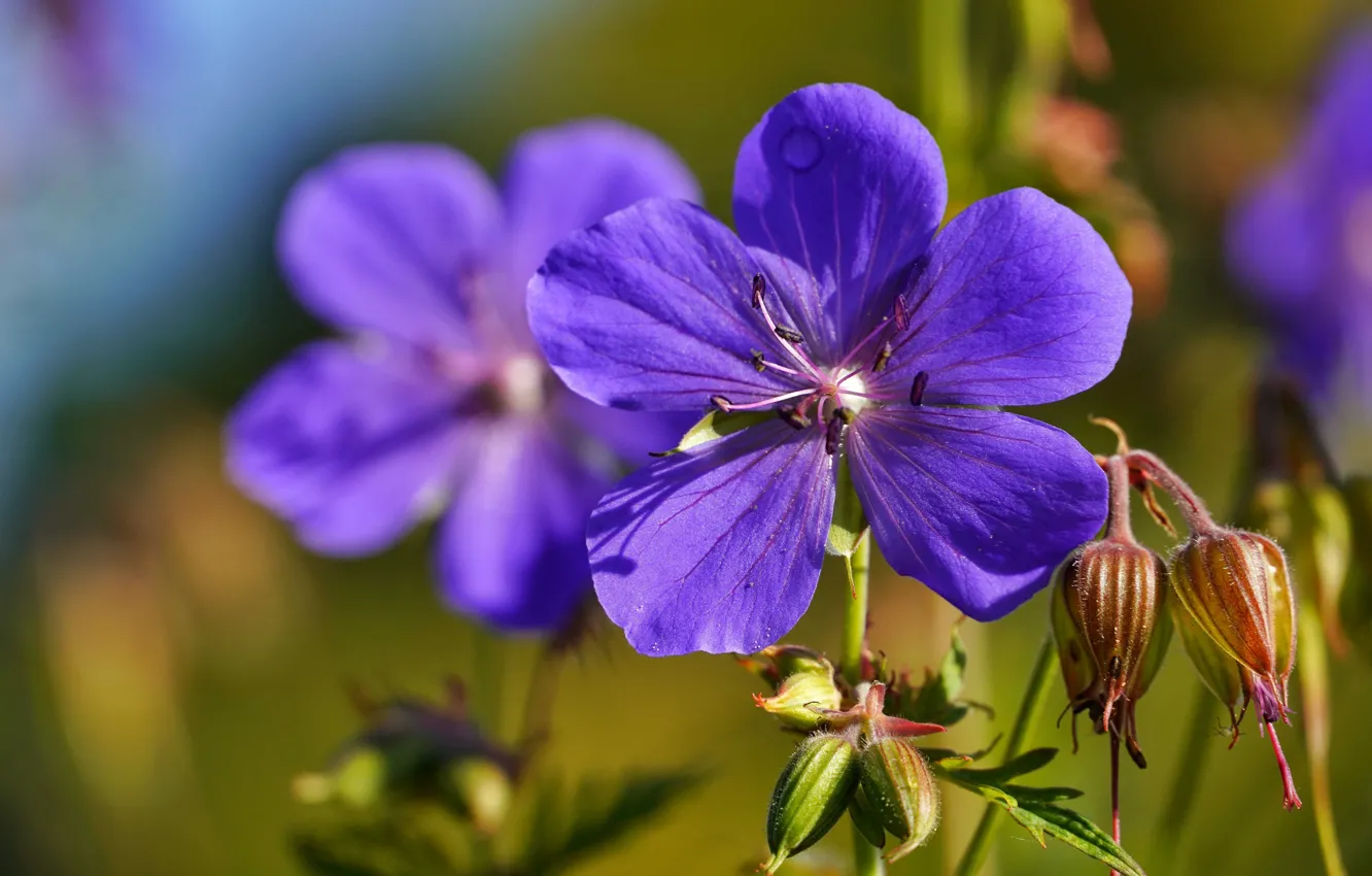 Photo wallpaper purple, summer, Flower