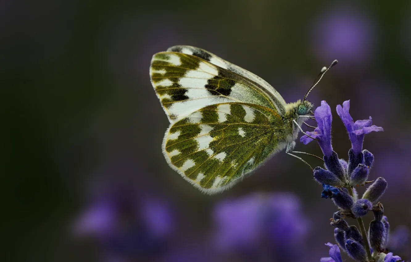 Photo wallpaper macro, flowers, butterfly
