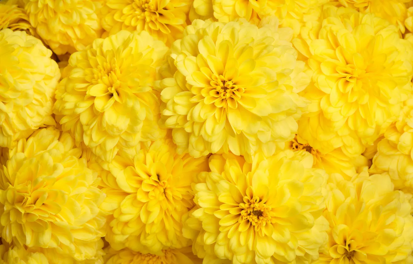 Photo wallpaper flowers, yellow, chrysanthemum, a lot, ten