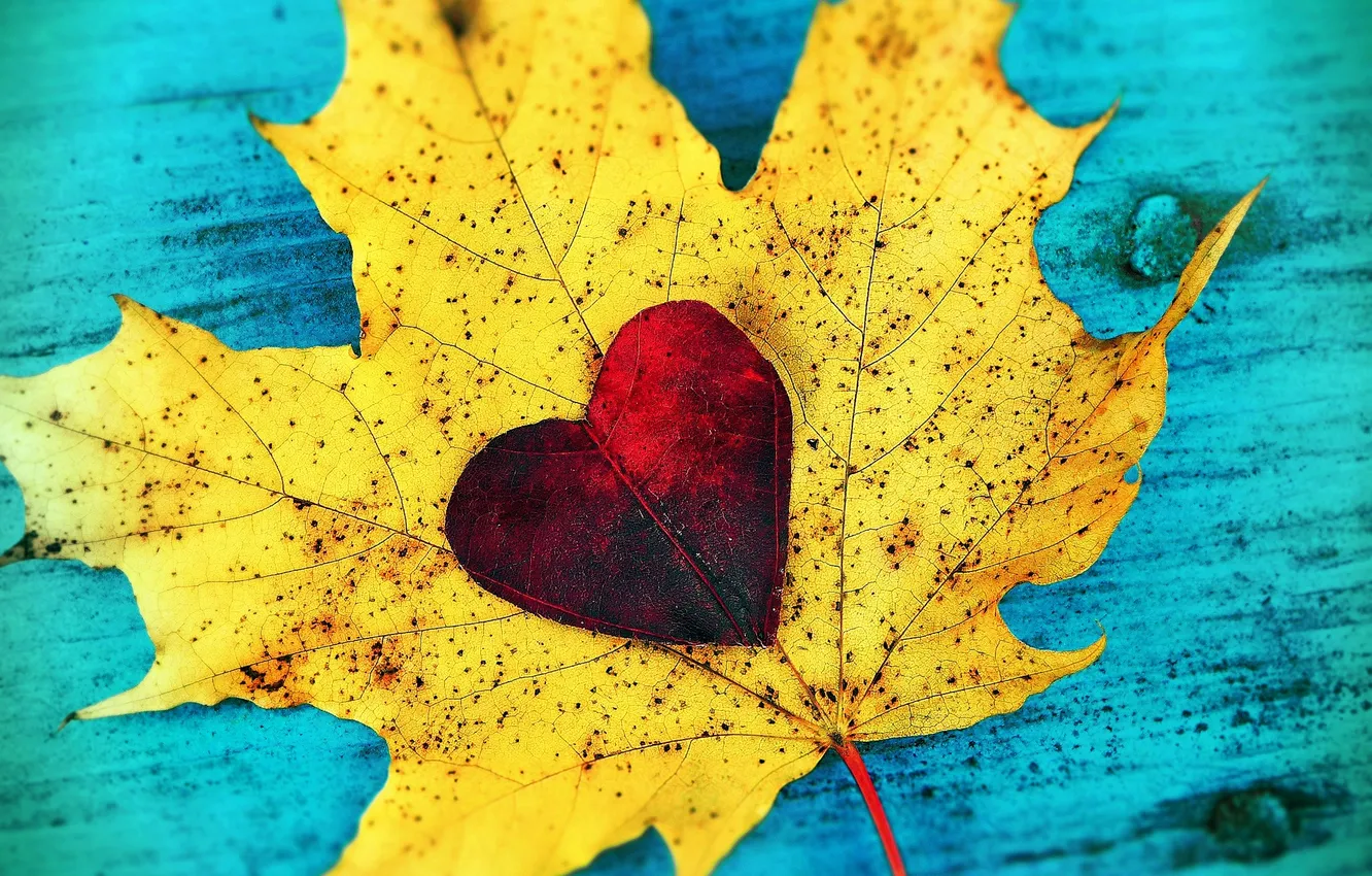 Photo wallpaper leaves, love, heart, love, falling leaves, heart, autumn, leaves