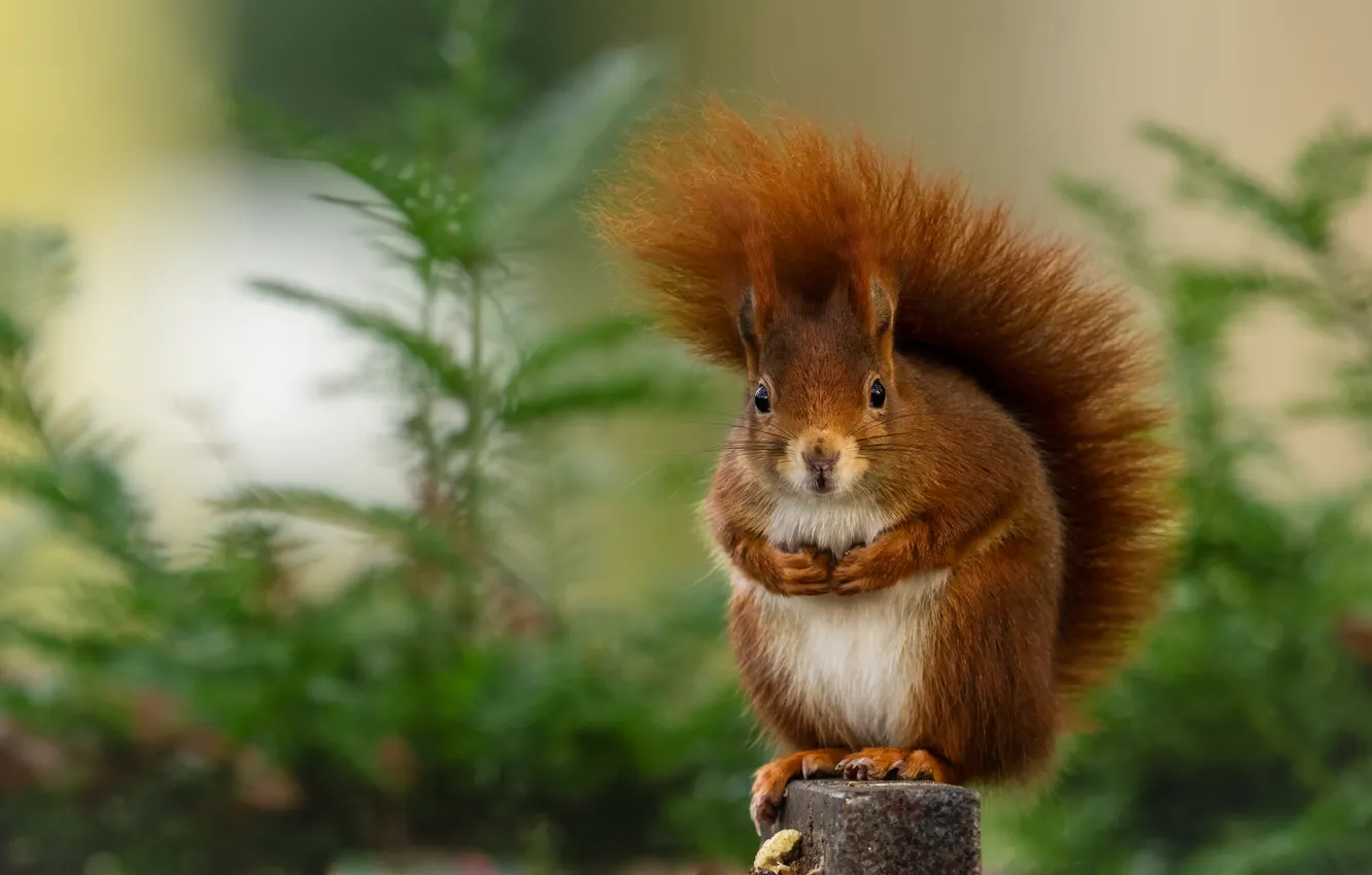 Photo wallpaper greens, look, branches, plant, protein, tail, red, face