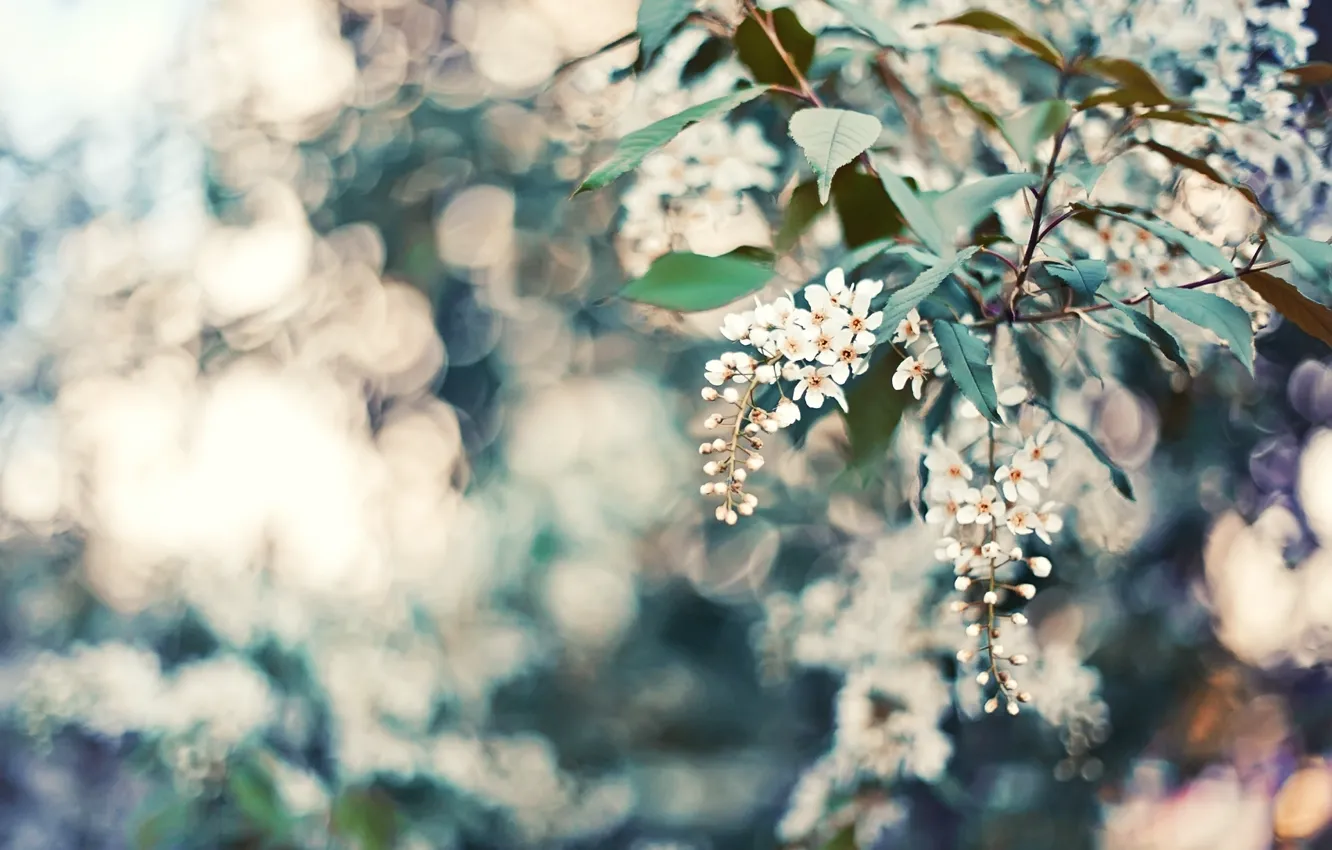 Photo wallpaper leaves, flowers, nature, petals, bokeh