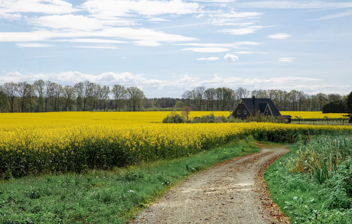 Photo wallpaper road, the sky, grass, clouds, trees, flowers, yellow, home