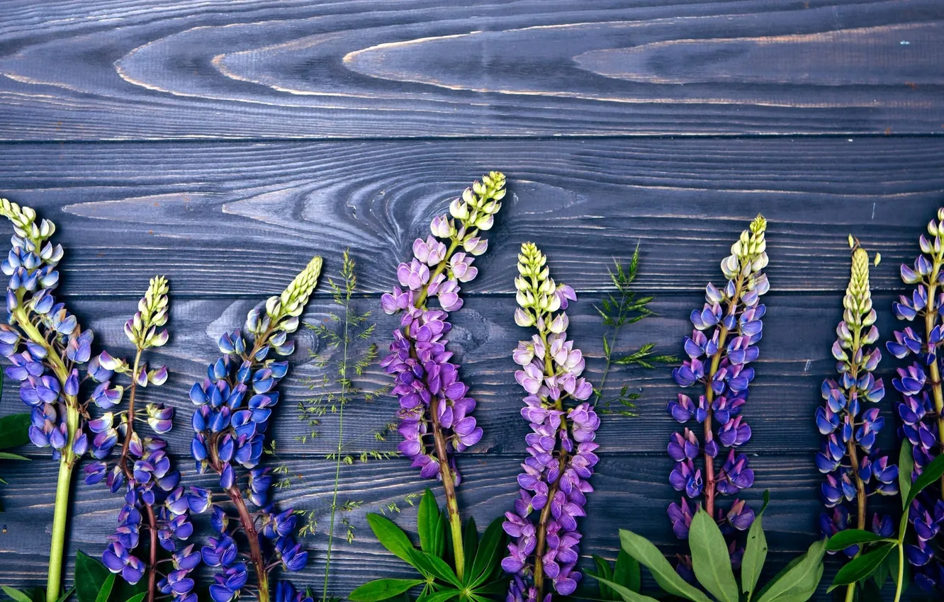 Photo wallpaper flowers, Board, lupins