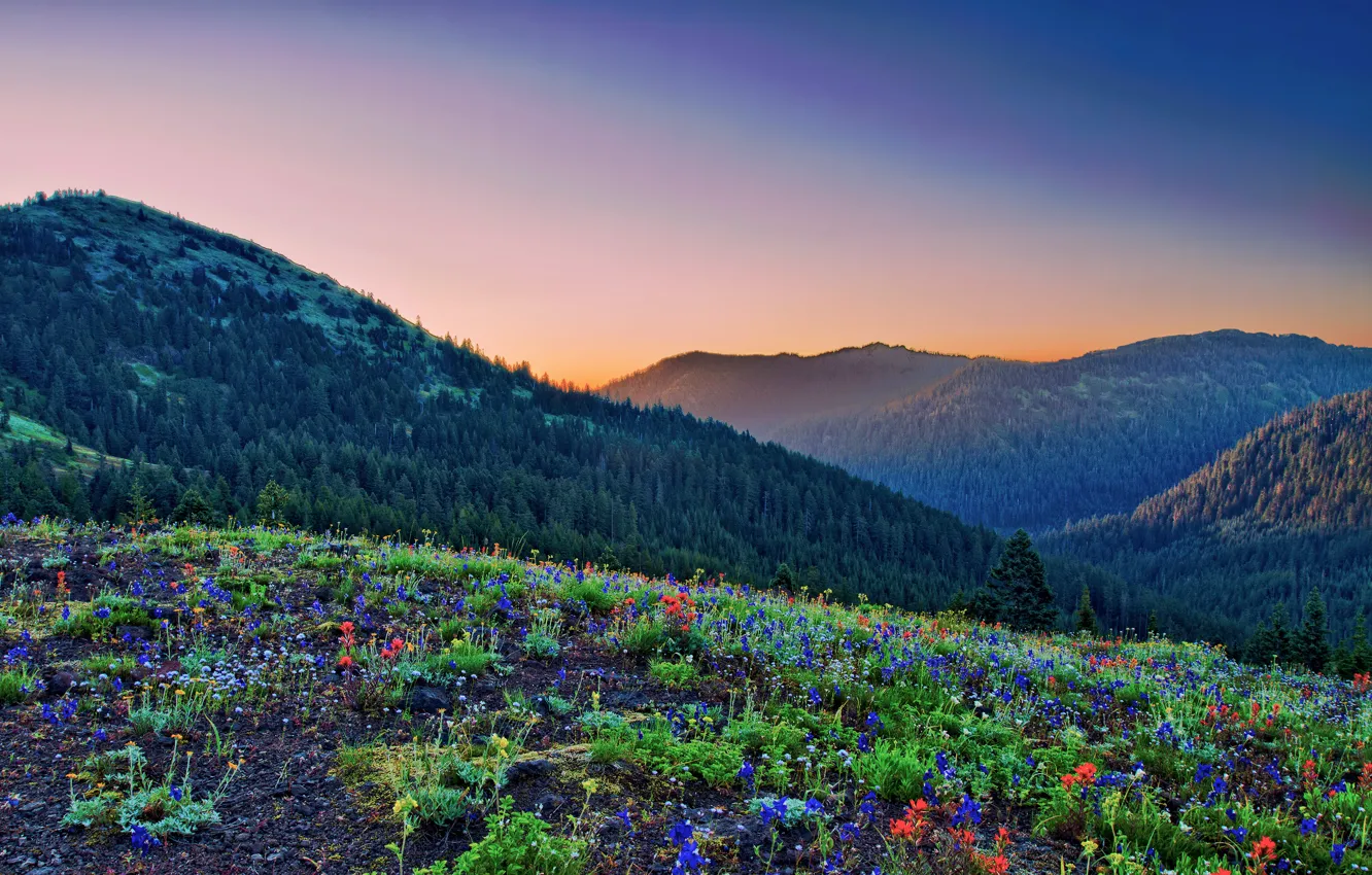 Photo wallpaper forest, mountains, glade, color