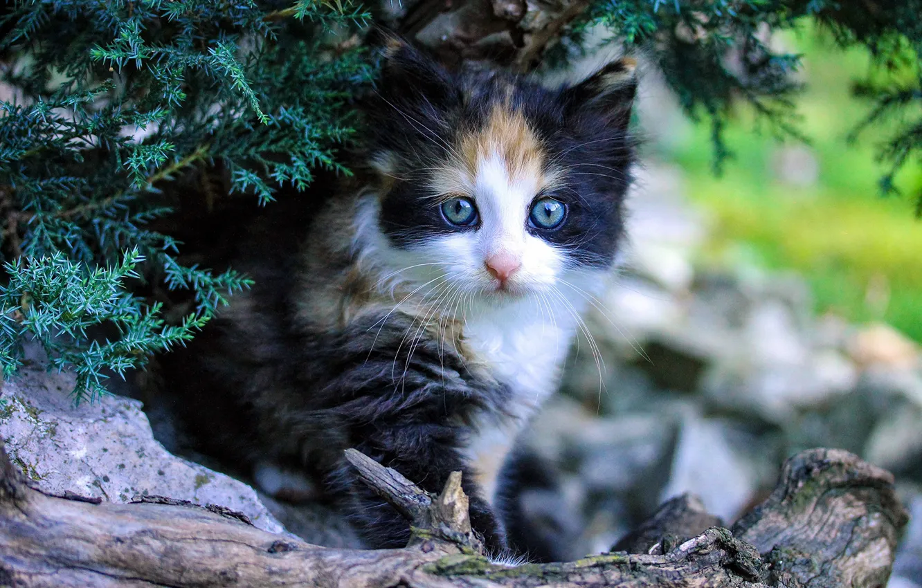 Photo wallpaper cat, branches, nature, fluffy, baby, snag, kitty, blue eyes
