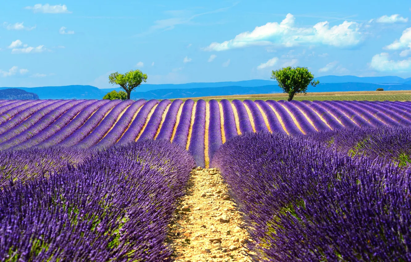 Photo wallpaper summer, the sky, clouds, trees, flowers, mountains, blue, a number