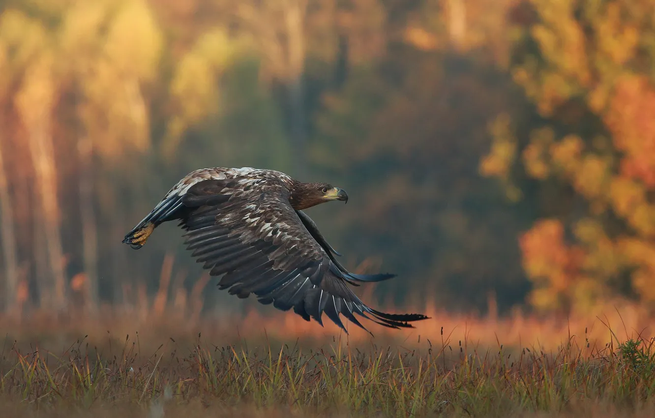 Photo wallpaper autumn, grass, nature, bird, predator, flight, eagle, Lukasz Sokol