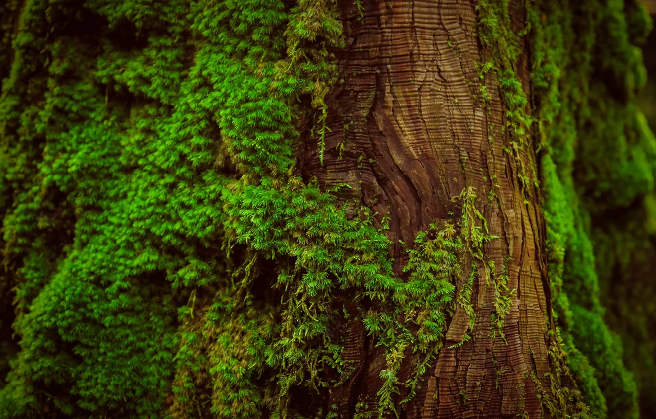Photo wallpaper macro, tree, moss, trunk, bark