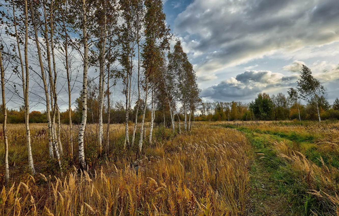 Photo wallpaper field, summer, birch