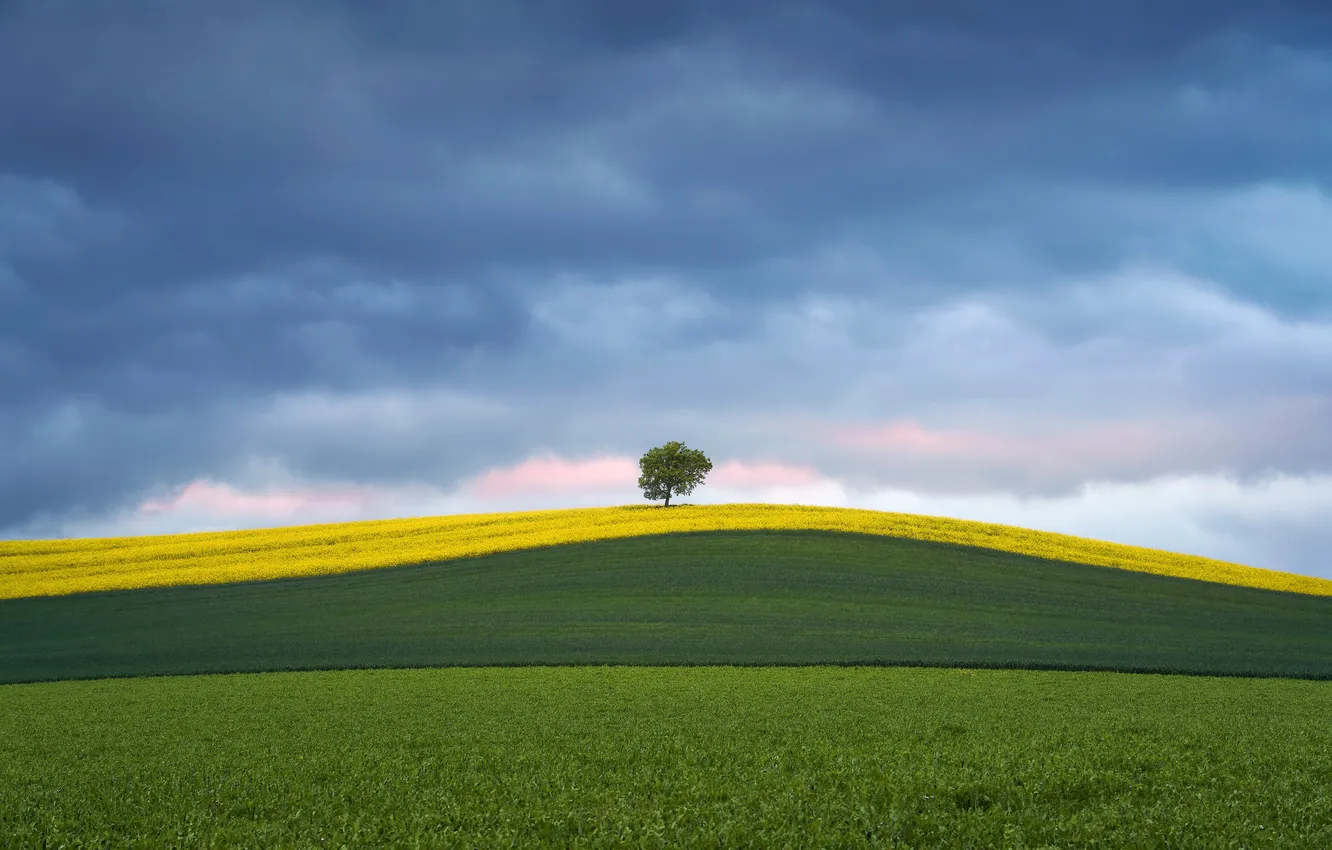 Photo wallpaper field, summer, trees