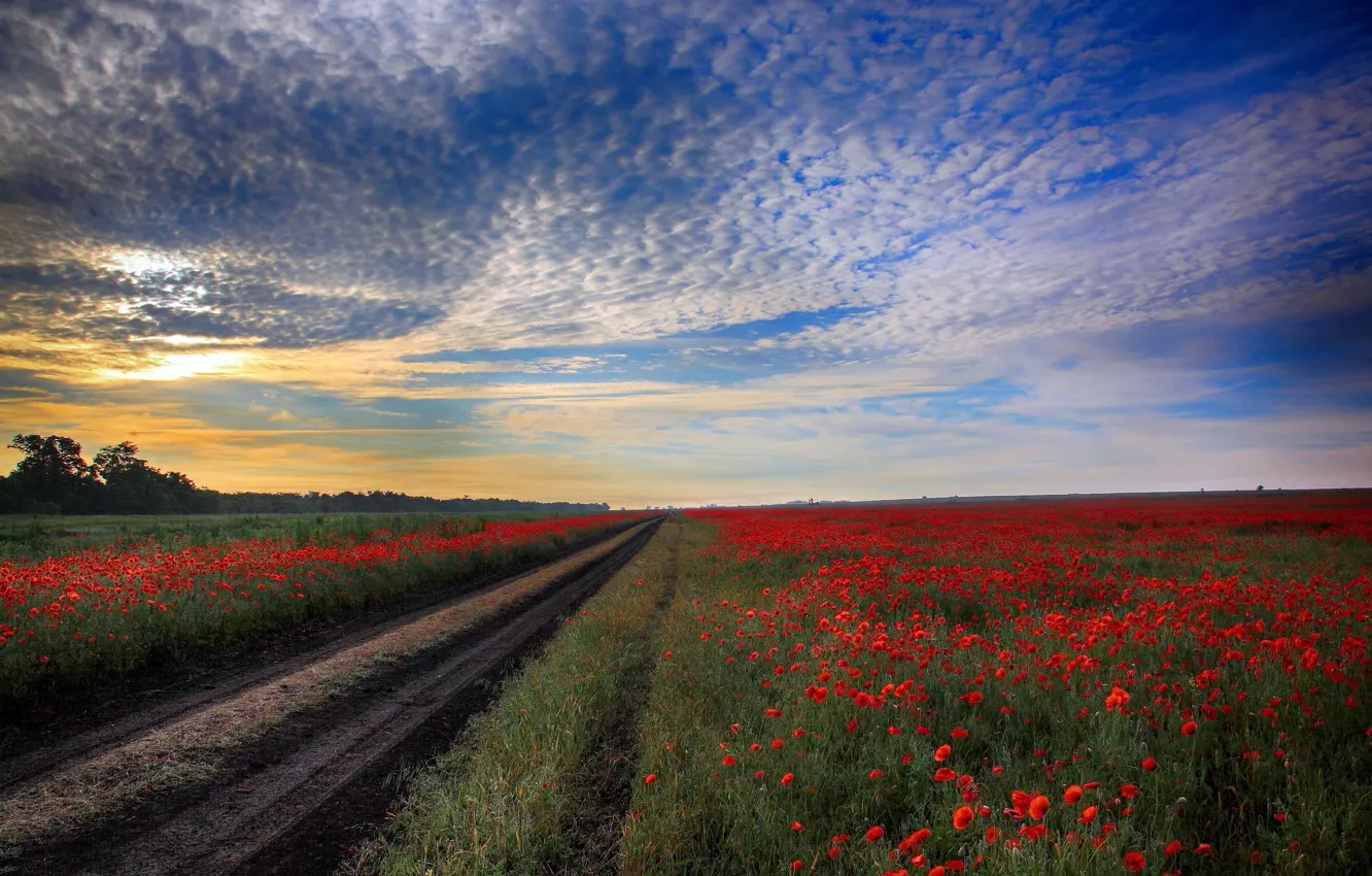 Photo wallpaper road, field, Maki