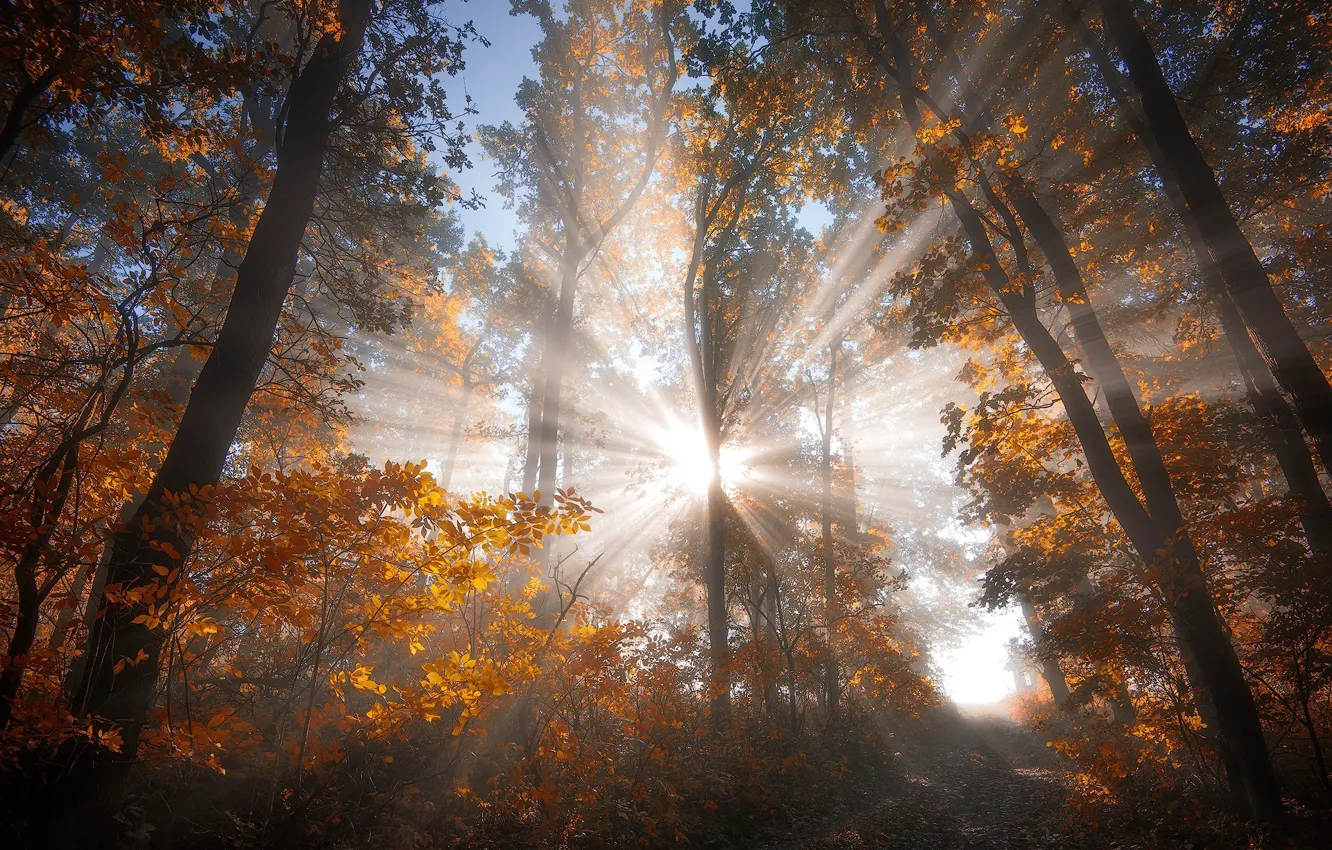 Photo wallpaper autumn, forest, the sun, rays, light, nature