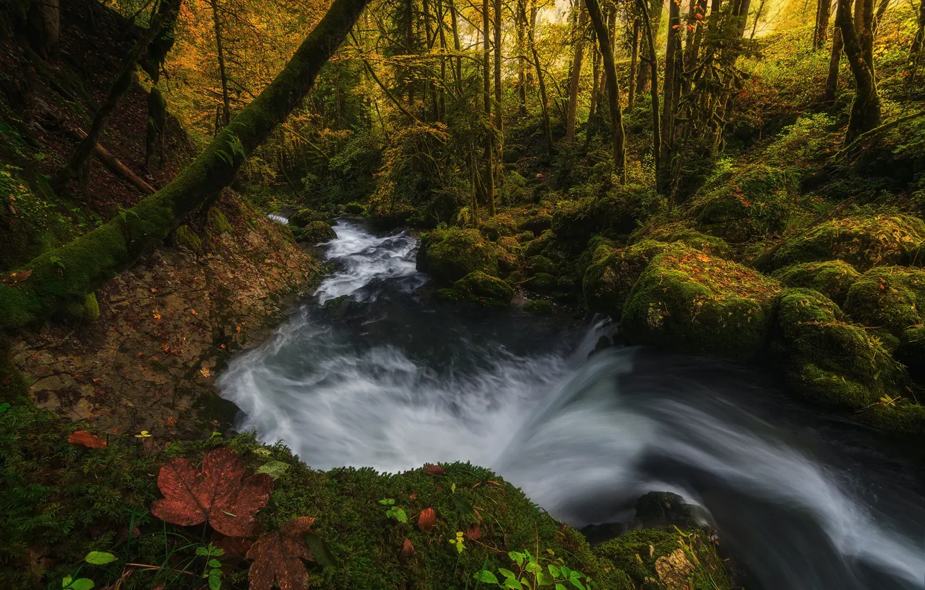 Photo wallpaper autumn, forest, light, nature, sheet, river, foliage, stream
