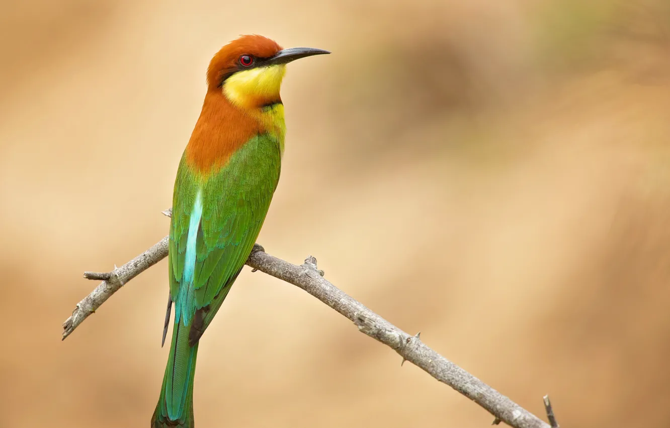 Photo wallpaper branches, background, bird, Golden bee-eater