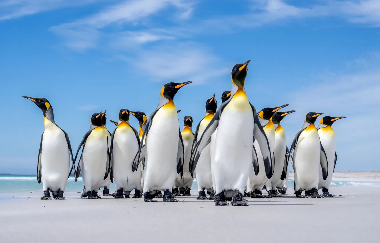 Photo wallpaper bird, shore, penguins, pond, a flock of penguins