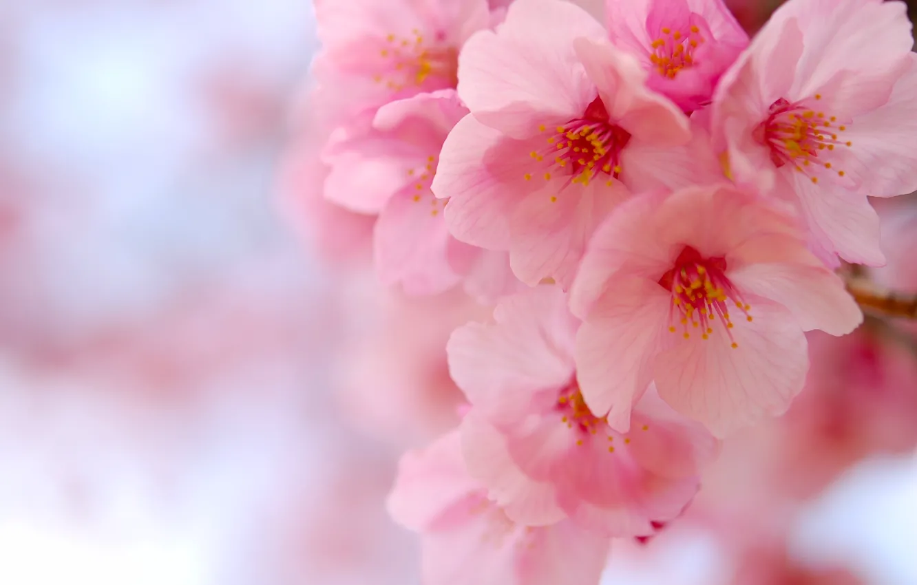 Photo wallpaper macro, cherry, Sakura, flowering, flowers