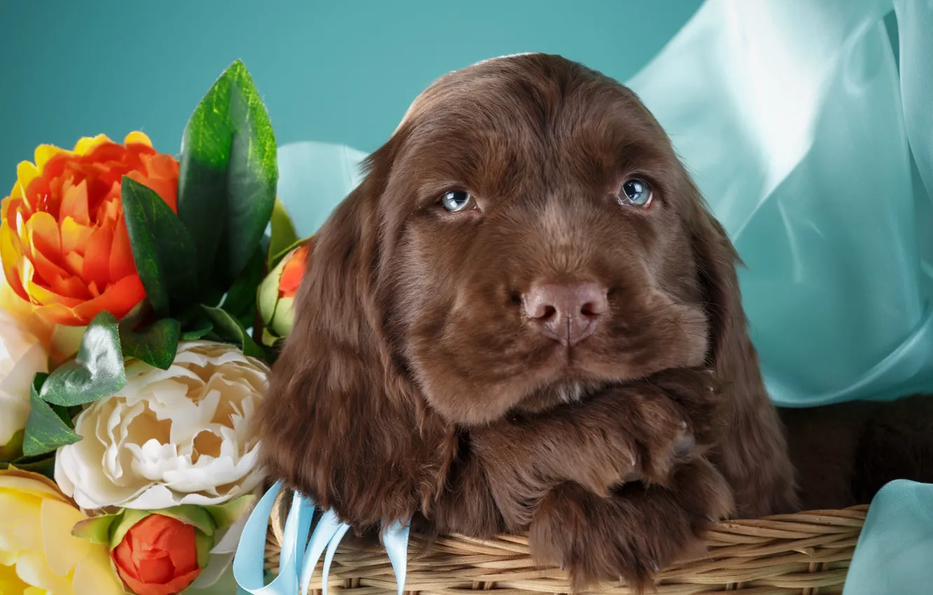 Photo wallpaper flowers, puppy, Spaniel