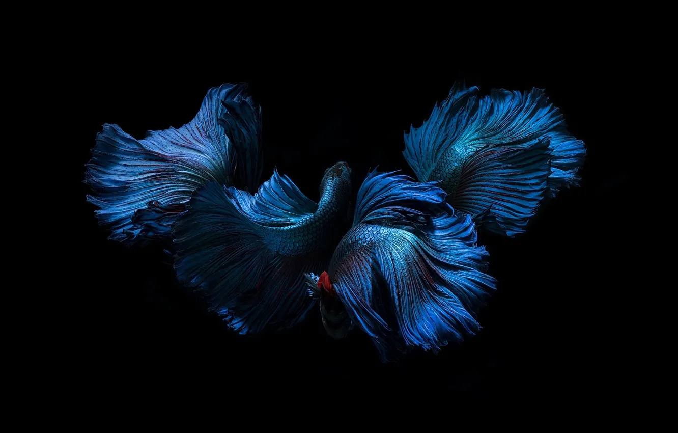 Photo wallpaper blue, color, fish, black background, fins, tails