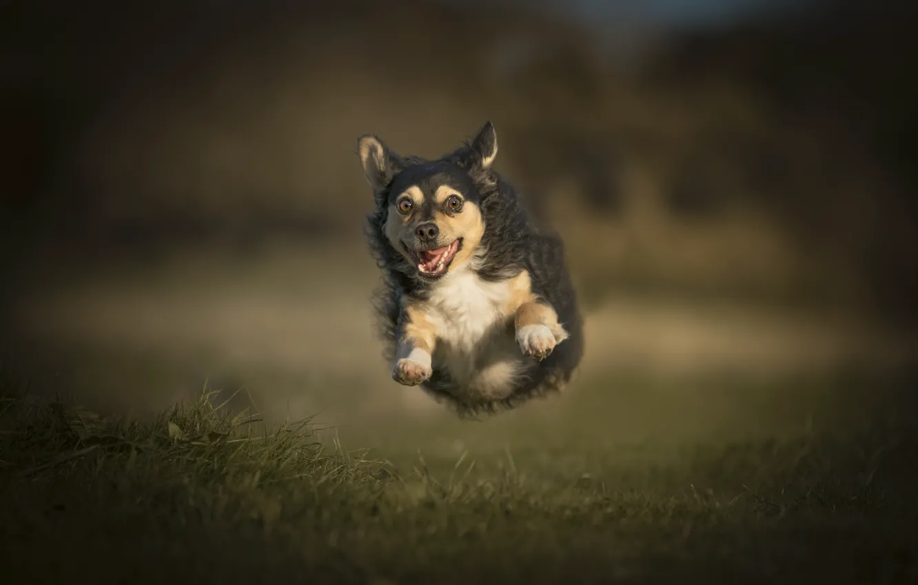 Photo wallpaper eyes, background, dog, runs