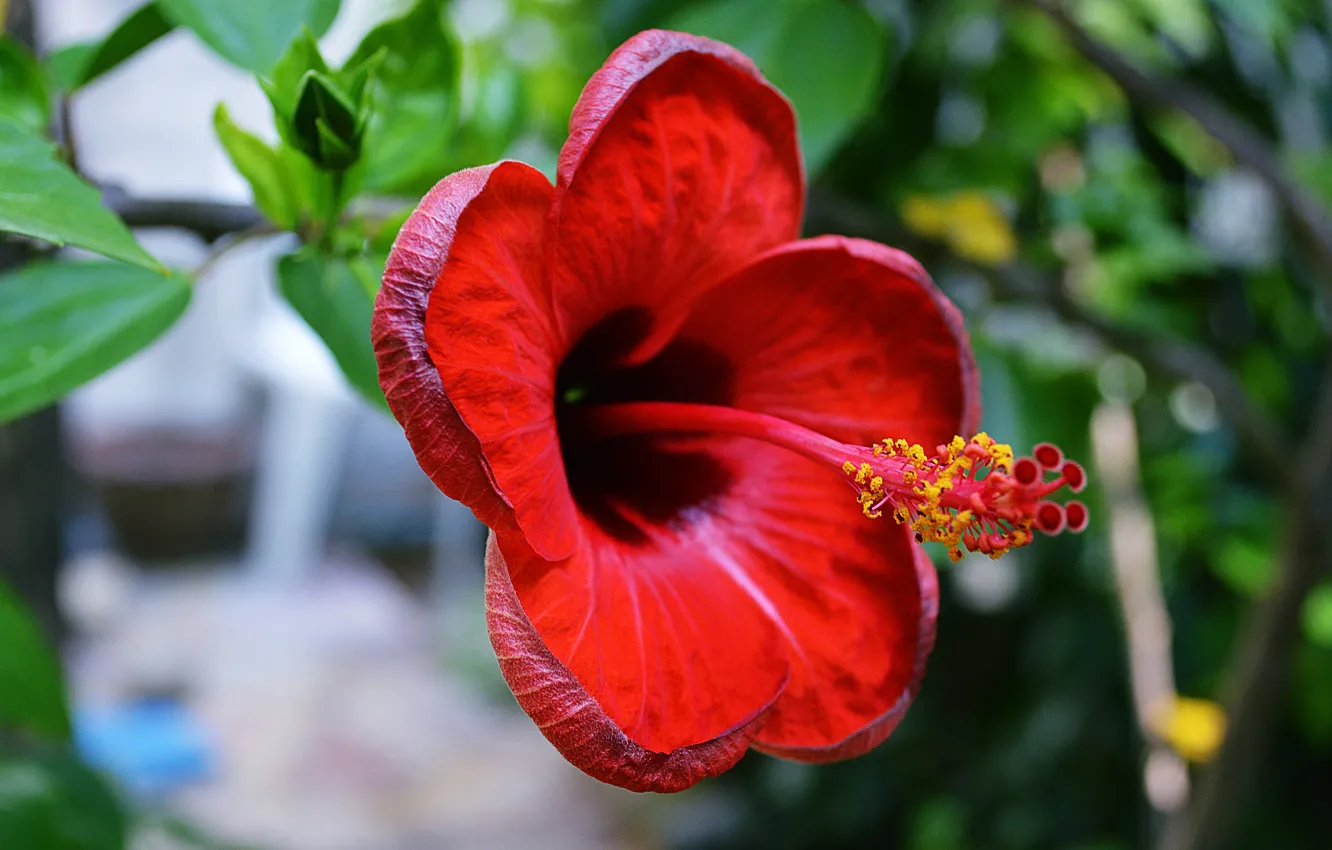 Photo wallpaper flowers, nature, hibiscus