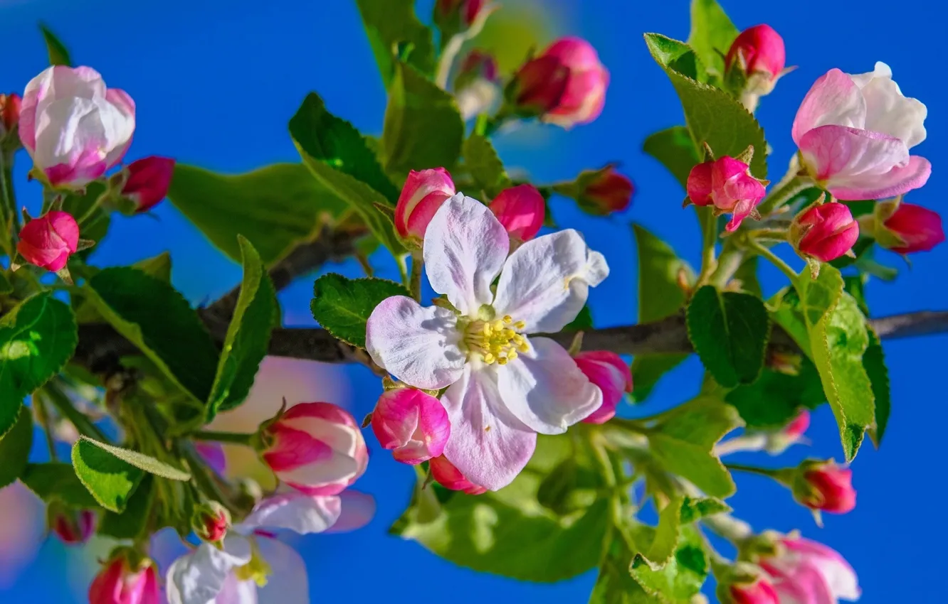 Photo wallpaper flowers, branches, tree, spring, buds, Apple tree in bloom