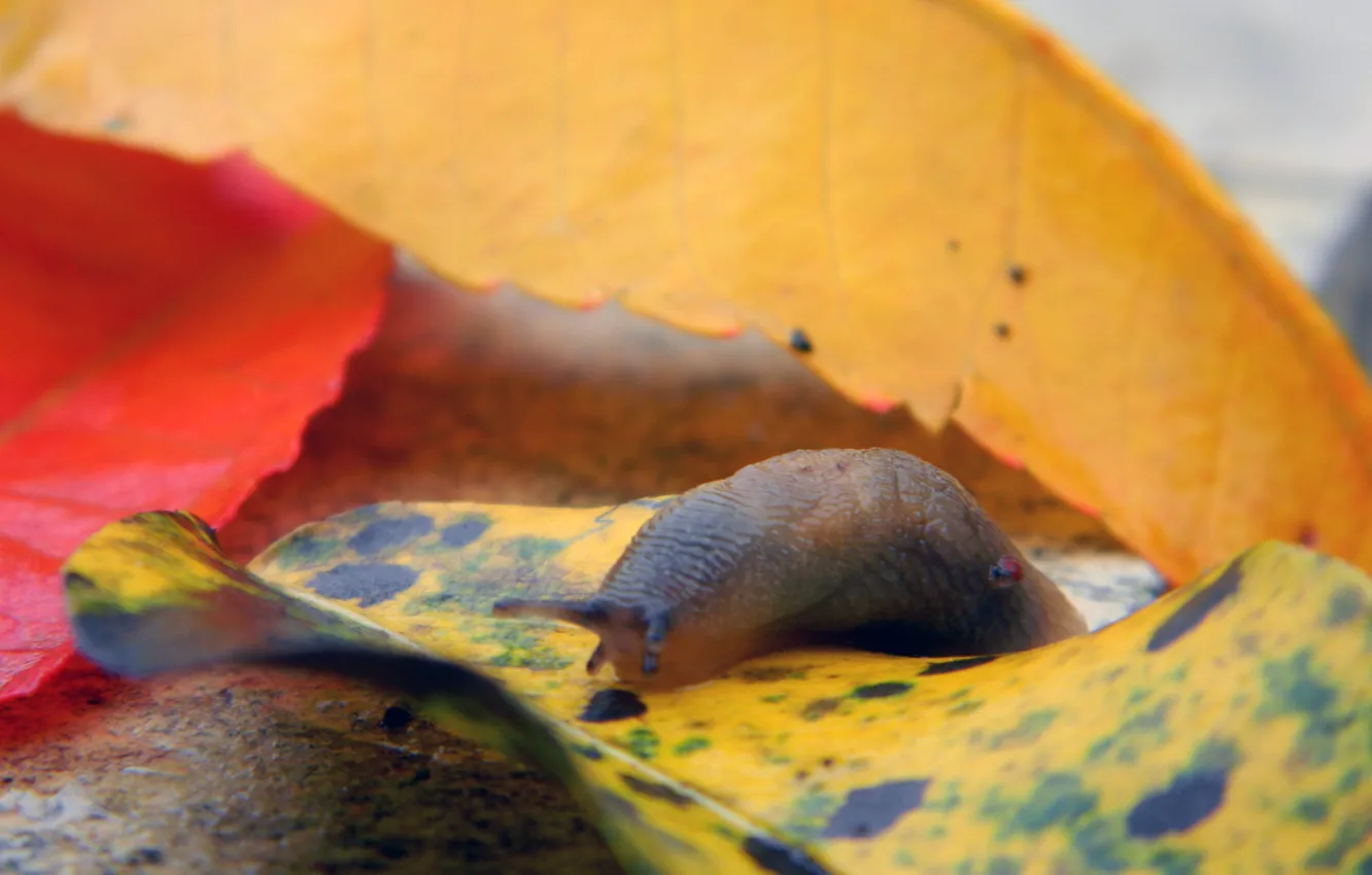 Photo wallpaper leaves, snail, macro shooting